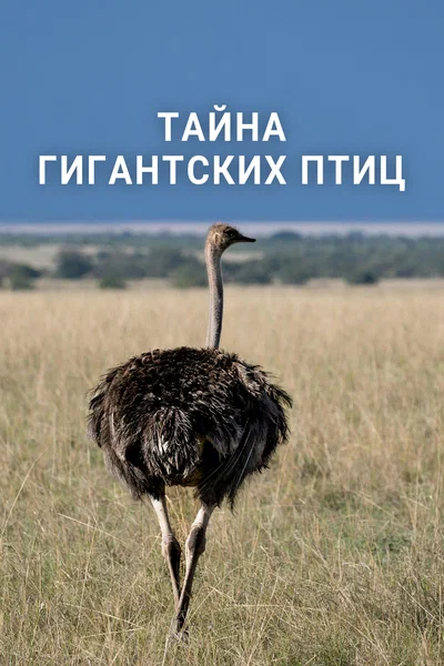 Постер: Тайна гигантских птиц